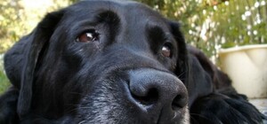 Голодные псы: животным запорожского приюта снова нечего есть