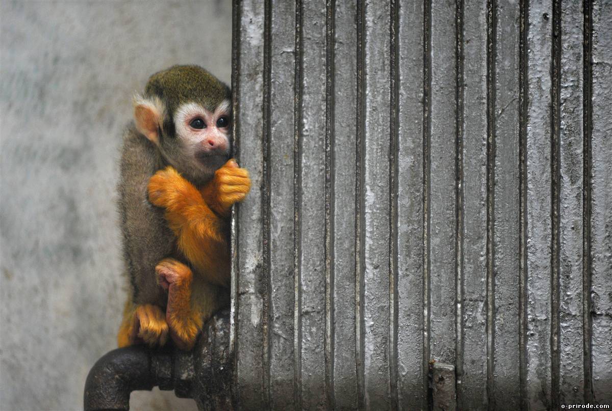 Новость - Досуг и еда - Смотри видео: как встретили осень жители зоопарка на запорожском курорте