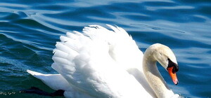 Едва не утонул: в Запорожье спасали подстреленного лебедя