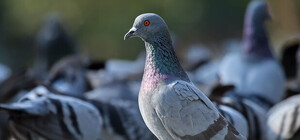 Иди смотреть: на Полтавщине проведут Международный фестиваль голубей