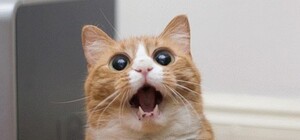 Харьковский снова в деле: запорожец разукрашивает проспект Соборный