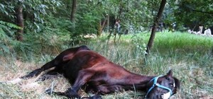 Горе-хозяин: на Хортице истощенный и измученный конь не мог поднятся на ноги