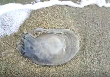 Новость - События - Смотри видео: на берегу Азовского моря нашли ядовитое животное