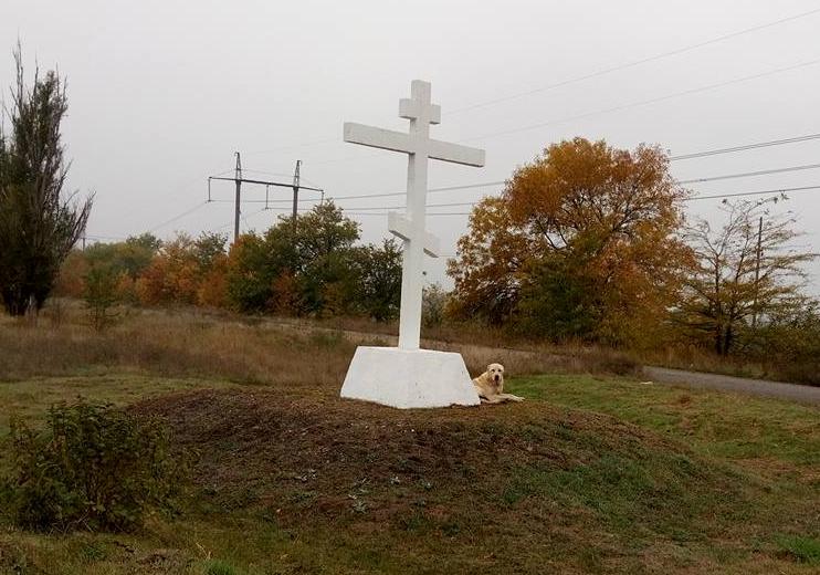 Новость - События - Запорожский Хатико: пес сутками сидит у памятника и ждет хозяина