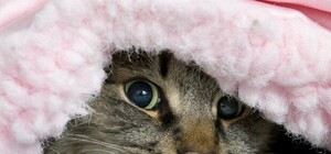 Оцени: 5 лайфхаков как одесситам согреться, пока не включили отопление