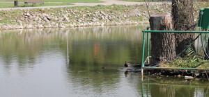 На Набережной Запорожья вырубят несколько сотен деревьев: узнай, зачем