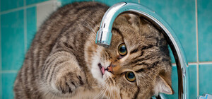 Время закаляться: в Шевченковском районе отключили горячую воду