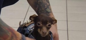 Хэппи энд: киевлянин нашел своего пса спустя два года поисков