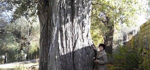 Доживет до 300 лет: Симферополе начали 