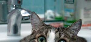 Набирай відра: завтра на Сихові не буде води