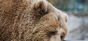 Нелюди: у Карпатах жорстоко вбили ведмедя та оленицю