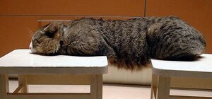 На двух стульях: в Запорожье микроавтобус ездит сразу по двум маршрутам