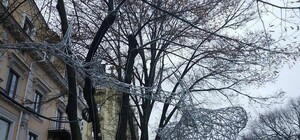 Новый год близко: на Дерибасовской появились светящиеся олени с повозкой Санты