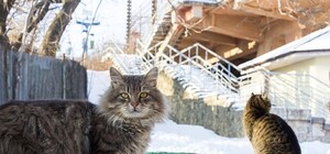 Официально: одесские коты стали частью экосистемы города