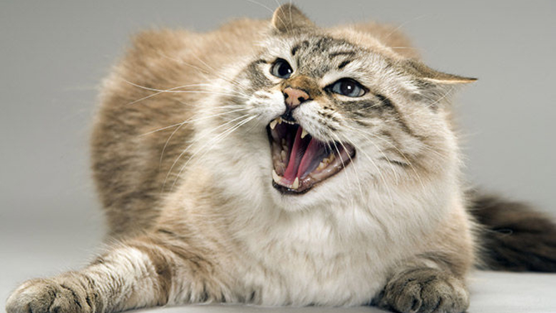 Новость - События - Болезнь возвращается: в Запорожской области женщину покусал бешеный кот