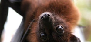 Решили перезимовать: на Полтавщине в школе нашли 637 летучих мышей