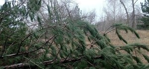 Что за люди: на Южном спилили более сотни сосен