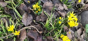 Зима-холода: в Запорожье распускаются цветы