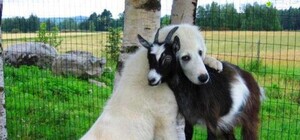 Неуловимая восьмерка: по Днепру скитаются собаки и козы, которые сбились в дикую стаю