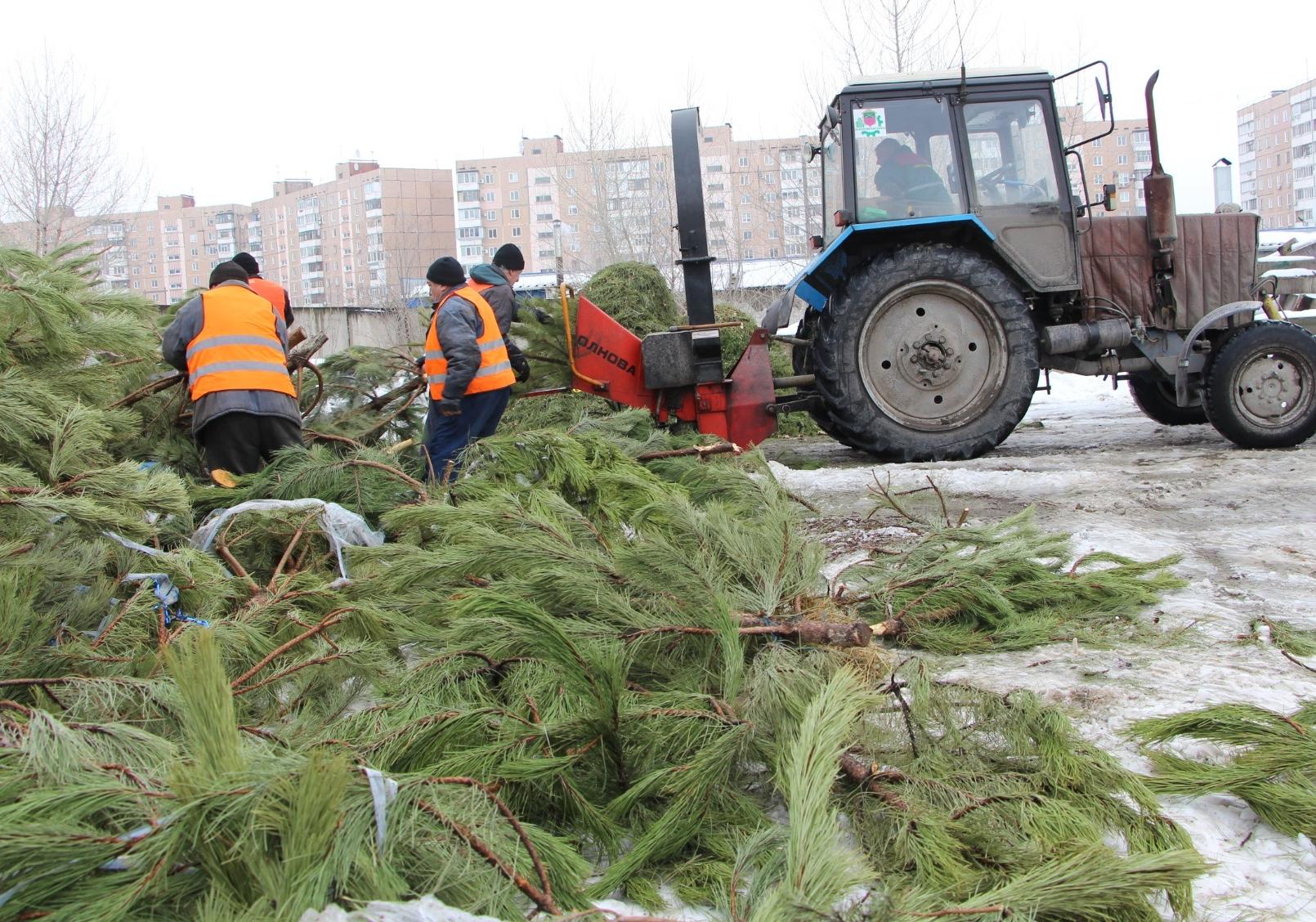 Новость - События - Фоторепортаж: как в Запорожье утилизируют новогодние елки