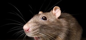 Сюрприз: львів’янка виявила голову миші у придбаній в супермаркеті квасолі