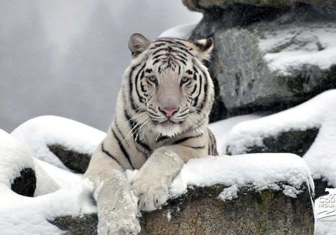 Новость - События - Редкое животное: в Запорожской области поселился белый бенгальский тигр