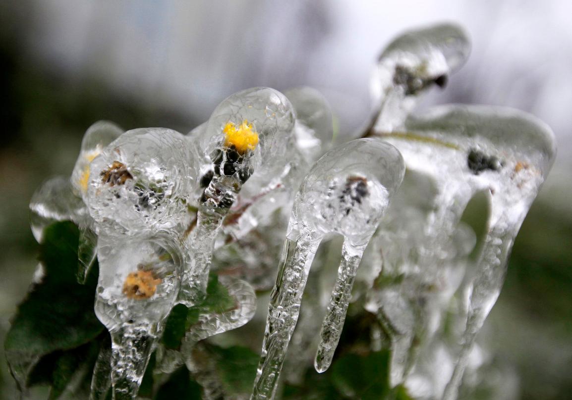 Новость - Досуг и еда - Ледяная весна: запорожский фотограф опубликовал снимки весенней природы
