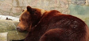 Теперь точно весна: в Харьковском зоопарке вышли из спячки медведи