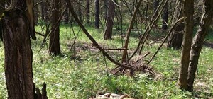 Накрыли поляну: на Великом Лугу гора гниющих солений