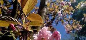 Весна у місті: львівський ботсад  кличе на екскурсії