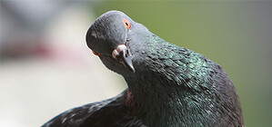 Очень мило: в Днепре дежурный караул выехал спасать голубя