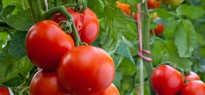 Привет из Турции: в Одессу привезли помидоры с южноамериканской молью