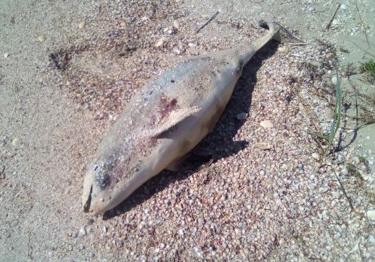 Новость - События - Неприятная находка: на берегу Азовского моря нашли мертвого дельфина