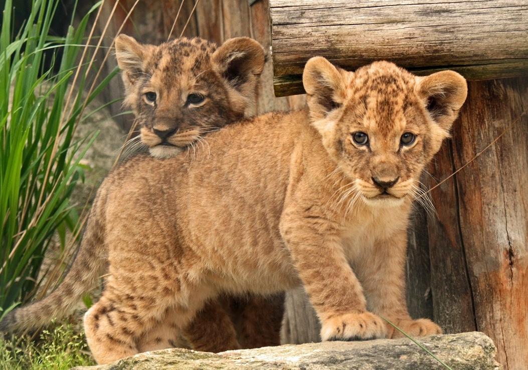 Новость - События - Пополнение в зоопарке: львица родила двоих детенышей