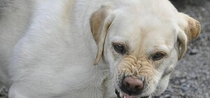 На левом берегу Киева объявлен карантин из-за бешенства