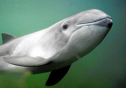 Новость - События - Вынесло морем: азовское побережье после шторма усеяно трупами дельфинов