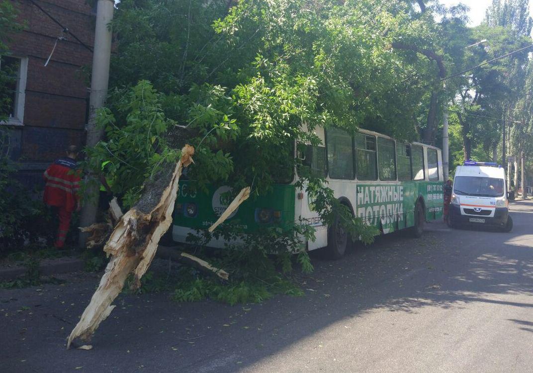 Новость - События - Дерево упало на троллейбус: в полиции рассказали подробности ДТП
