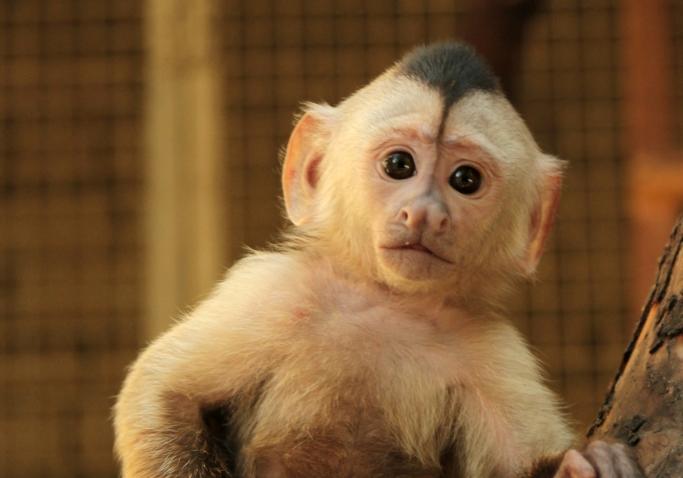 Новость - Досуг и еда - Полюбуйся: в бердянском зоопарке показали детеныша капуцина (ВИДЕО)