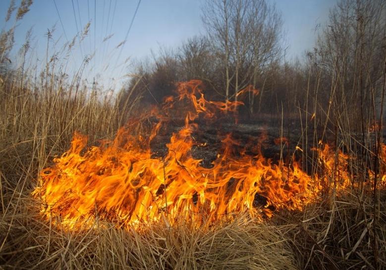 Новость - События - Массовые пожары: за один день в Запорожской области сгорело почти 40 гектаров