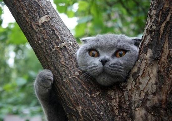 Новость - События - Залез и не мог спуститься: на Кичкасе кот просидел на дереве пять дней