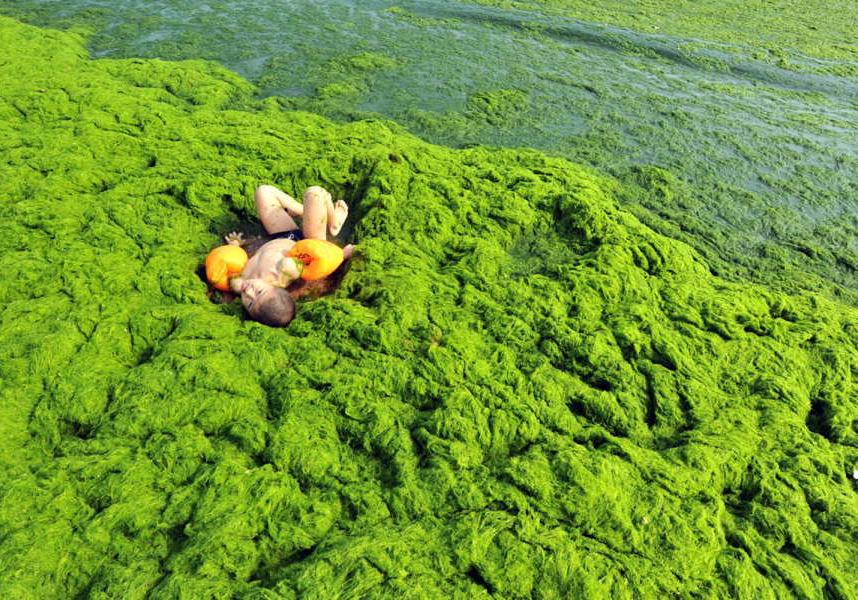 Новость - События - Азовское болото: пляжи Бердянска завалены водорослями