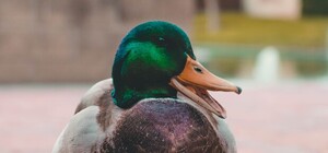 Спасают: на озере на Теремках волонтеры отлавливают уток