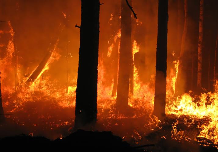Новость - События - Сгорело больше 4 гектаров: за сутки в Запорожье и области произошло два десятка пожаров на природе