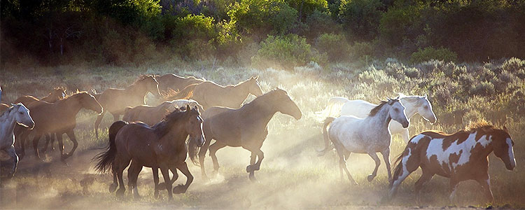 Лошади на Бабурке. Фото: pixabay.com