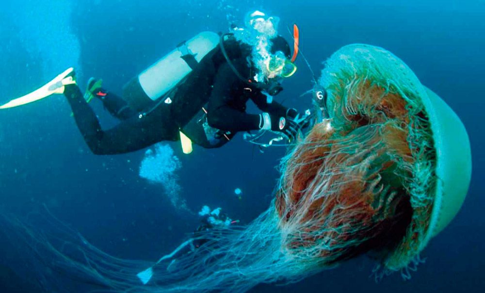 Новость - События - Сколько же их: в Азовском море продолжают вылавливать медуз-гигантов