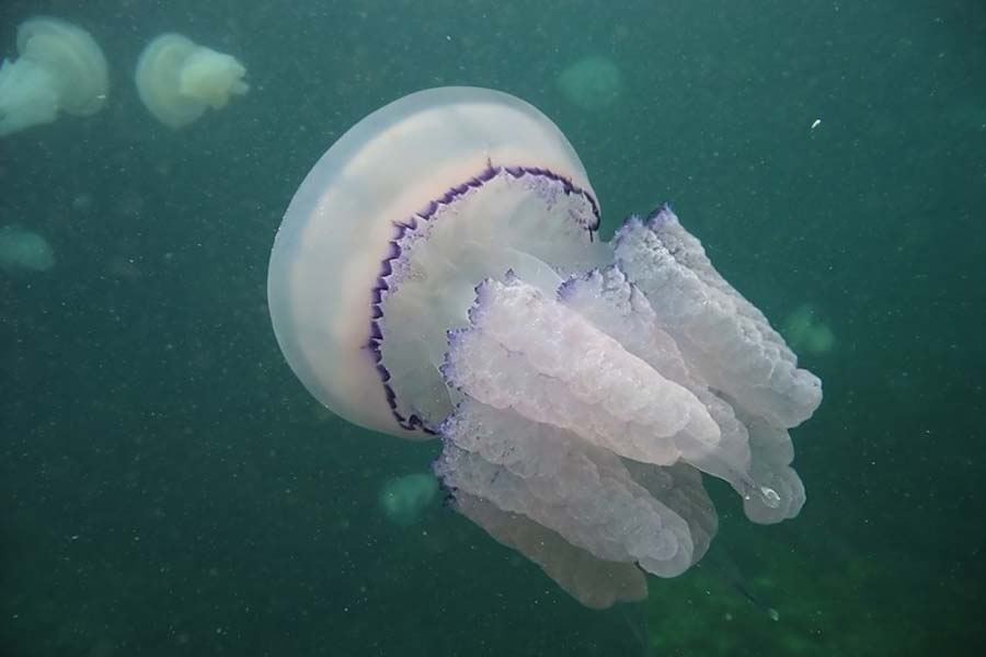 В Кирилловке нашли медузу-мутанта. Фото: backbreaker.net