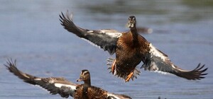 Заядлым охотникам: на Полтавщине начинается сезон охоты на пернатую дичь