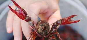 Теперь только в магазинах: в Запорожской области вступил в силу запрет на вылов раков