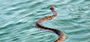 В озере под Полтавой парня укусила змея