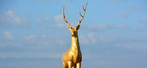 Ну что за люди: на трассе в Кирилловку оленю обломали рога